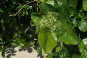 <strong>Premna serratifolia - Ramon, Laurence - 182</strong><br />© Ramon, Laurence